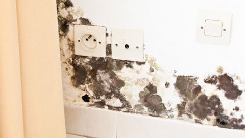 Is Toxic Mould Exposure the Cause of Your Symptoms?
